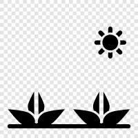 gardening, plants for sale, plants, succulents icon svg