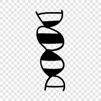 Gen, genetische, Erbschaft, Chromosomen symbol