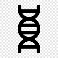 gene, genetic, genetic code, chromosome icon svg