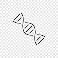 gene, genetic, genetic code, chromosome icon svg