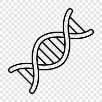 gene, genetic, chromosome, DNA methylation icon svg