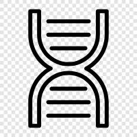 Gen, Chromosom, Genealogie, Vaterschaft symbol