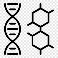 genetic, genotype, phenotype, mutation icon svg