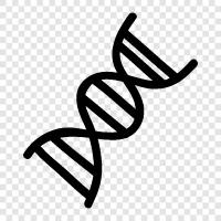 genetic, chromosomes, gene, human icon svg