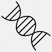 genetic, chromosomes, genetic code, DNA strands icon svg