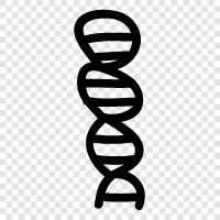 genetische, Test, Chromosomen, Gen symbol