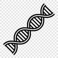 genetic, chromosome, mutation, gene icon svg