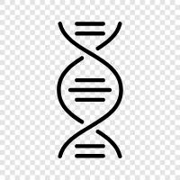 genetic, chromosomes, genetic code, DNA sequencing icon svg