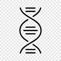 genetic, genetic testing, chromosome, chromosome number icon svg