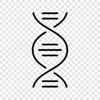 genetic, gene, chromosomes, DNA sequence icon svg