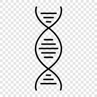 genetic, chromosome, gene, mutation icon svg