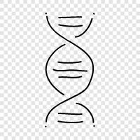 genetic, gene, genetics, chromosomes icon svg