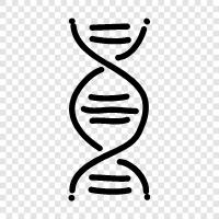 genetic, chromosome, genetic code, DNA strand icon svg