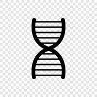 genetic, chromosomes, genetic code, genetics icon svg