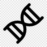 genetic, chromosomes, DNA sequence, DNA fingerprinting icon svg