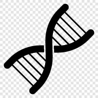 genetic, gene, genetic code, DNA strands icon svg