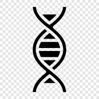 genetic, chromosomes, genetic code, DNA testing icon svg