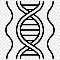 genetic, gene, chromosomes, molecular icon svg