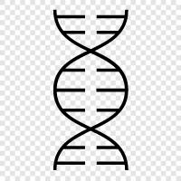 genetic, DNA sequencing, genetics, phenotype icon svg