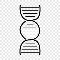 genetic, genetics, inheritance, DNA fingerprinting icon svg