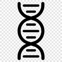 genetische, Chromosom, genetischer Code, Gen symbol