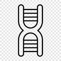 genetic, chromosomes, mutation, genetic code icon svg