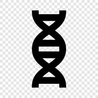 genetic, chromosomes, genetic code, inheritance icon svg