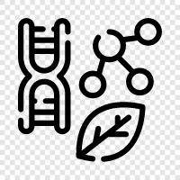 genetics, evolution, cell, molecule icon svg