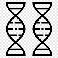 genetics, ancestry, DNA testing, ancestry testing icon svg