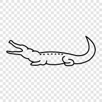 giant, alligator, fresh, salt icon svg