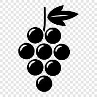 grapeseed oil, grapeseed extract, grape seed, raisins icon svg