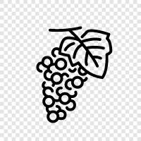 grapeseed oil, grape seed oil, red grapes, purple grapes icon svg