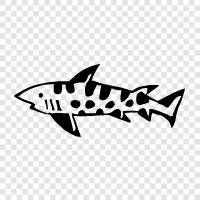 great white, Carcharhinus leopardus, M. m, Leopard Shark icon svg