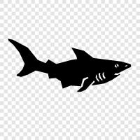 great white, apex predator, ferocious, deadly icon svg