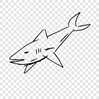 great white, fatal, attack, teeth icon svg