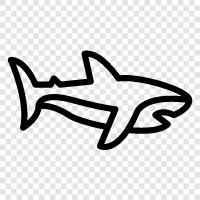 great white, tiger shark, hammerhead, sand tiger icon svg