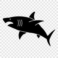 büyük beyaz köpekbalığı, Shark, carcharodon carcharias, beyaz köpekbalığı ikon svg