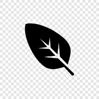 green, foliage, tree, leaves icon svg