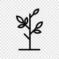 green, growth, photosynthesis, photosynthesis process icon svg