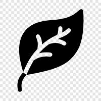 green, plant, leaves, growth icon svg