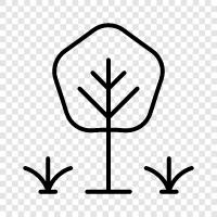 grün, Natur, Wald, Bäume symbol