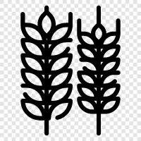 grow, food, health, fiber icon svg