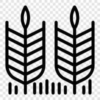 grow wheat, wheat crop, wheat for food, wheat for flour icon svg