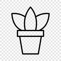 growing pot plant, indoor pot plant, succulent pot plant, pot plant icon svg