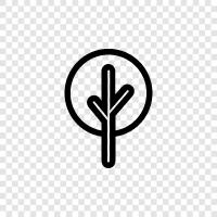 growth, tree species, forestry, wood icon svg