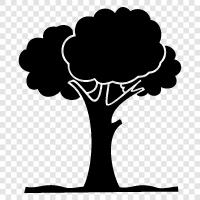 growth, branches, leaves, trunk icon svg