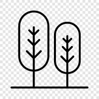 growth, leaves, bark, fruit icon svg