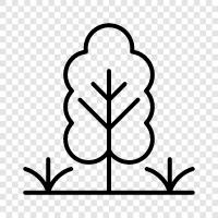 growth, leaves, branches, trunk icon svg