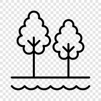 growth, leaves, bark, branches icon svg