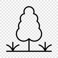 growth, leaves, canopy, needles icon svg